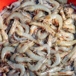 Shrimp in India
