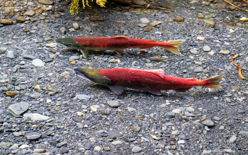Sockeye salmon in Alaska