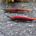 Sockeye salmon in Alaska