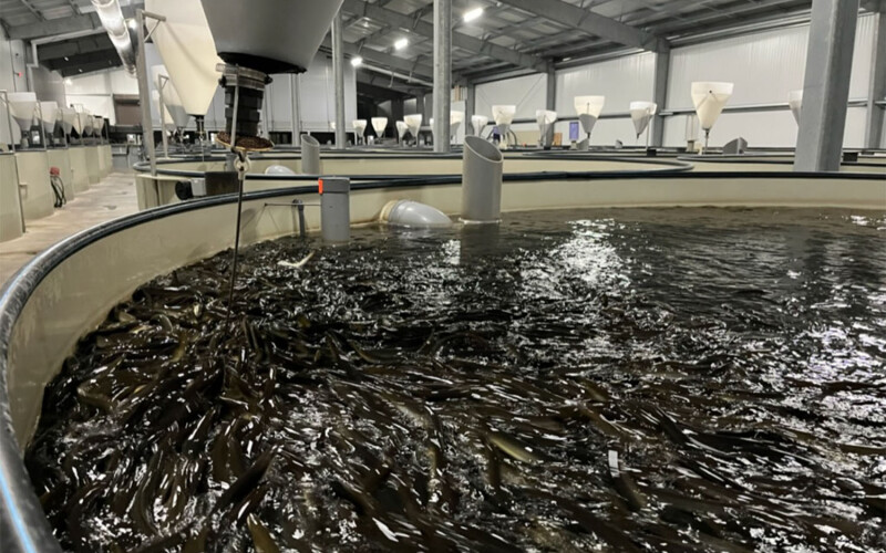 The interior of American Unagi's facility in Waldoboro, Maine