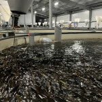 The interior of American Unagi's facility in Waldoboro, Maine