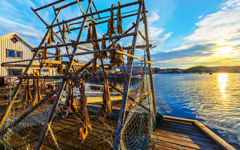 Cod drying on a rack off the Barents Sea