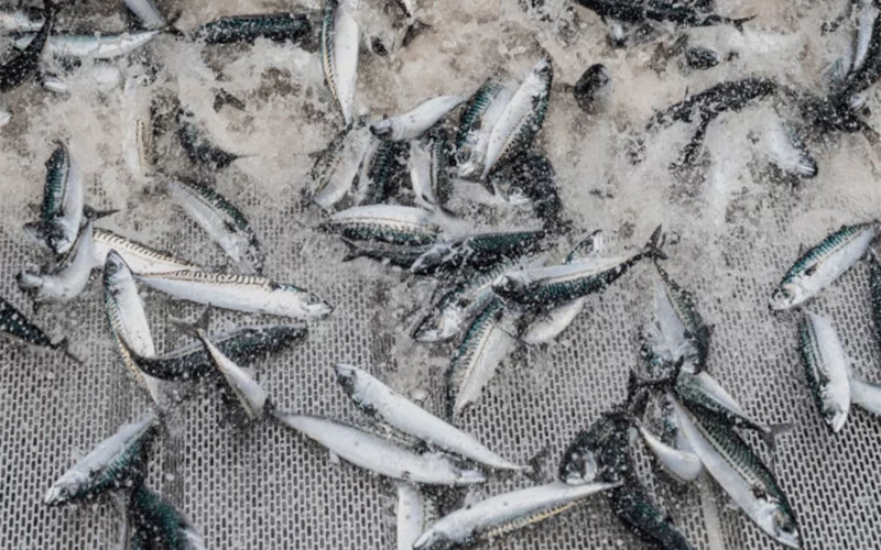 Mackerel in a fishing net