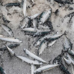 Mackerel in a fishing net