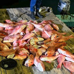 illegally harvest red snapper seized by the U.S. Coast Guard