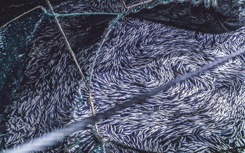 A large amount of fish in a net