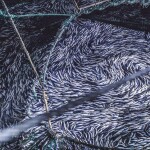 A large amount of fish in a net