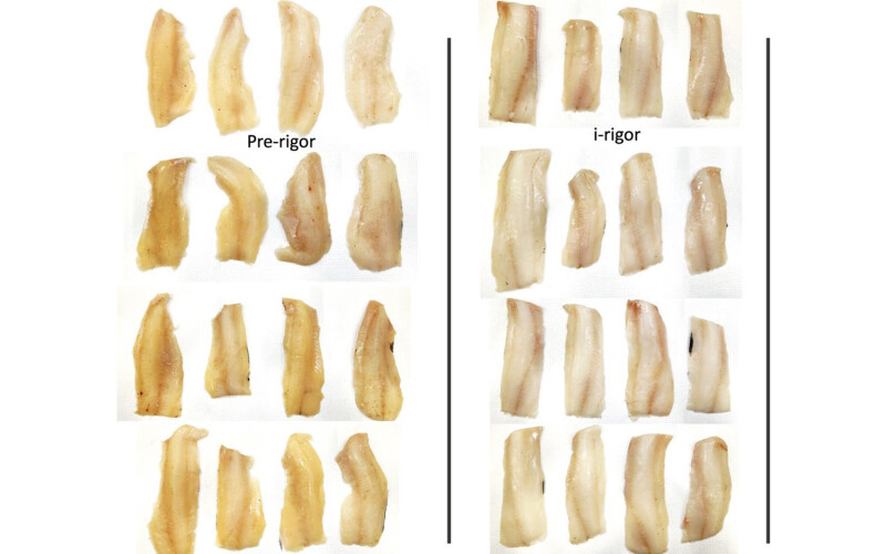 An example of fish frozen free and post rigor