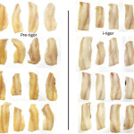 An example of fish frozen free and post rigor
