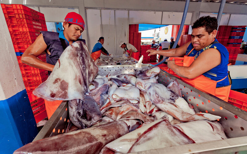 Fishermen processing a catch of jumbo squid in Peru