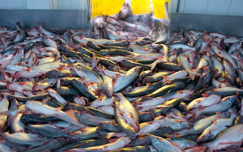 A big pile of pangasius moving through a processing facility
