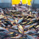 A big pile of pangasius moving through a processing facility