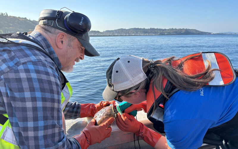 WDFW and Suquamish Tribe tagged hundreds of crabs over four days