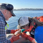 WDFW and Suquamish Tribe tagged hundreds of crabs over four days