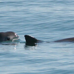 vaquita
