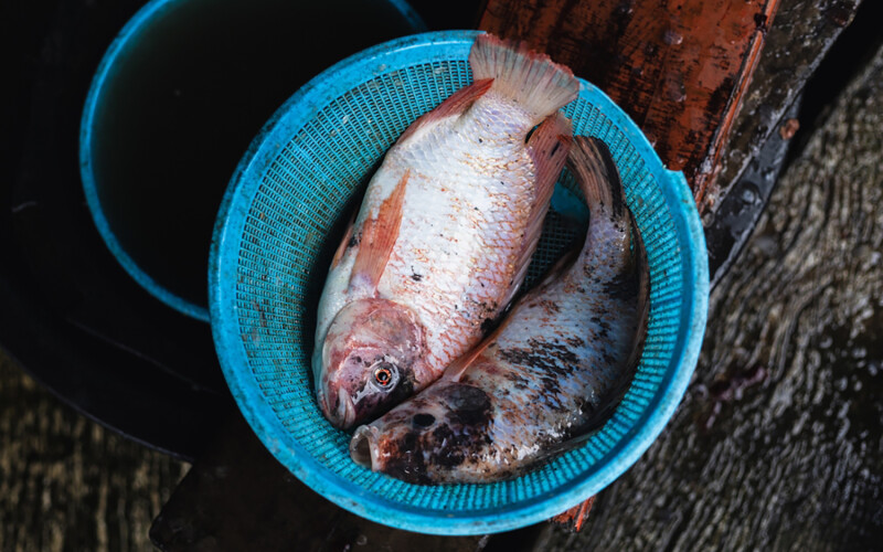 Farmed tilapia in a basket