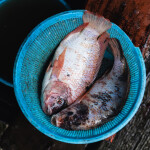 Farmed tilapia in a basket