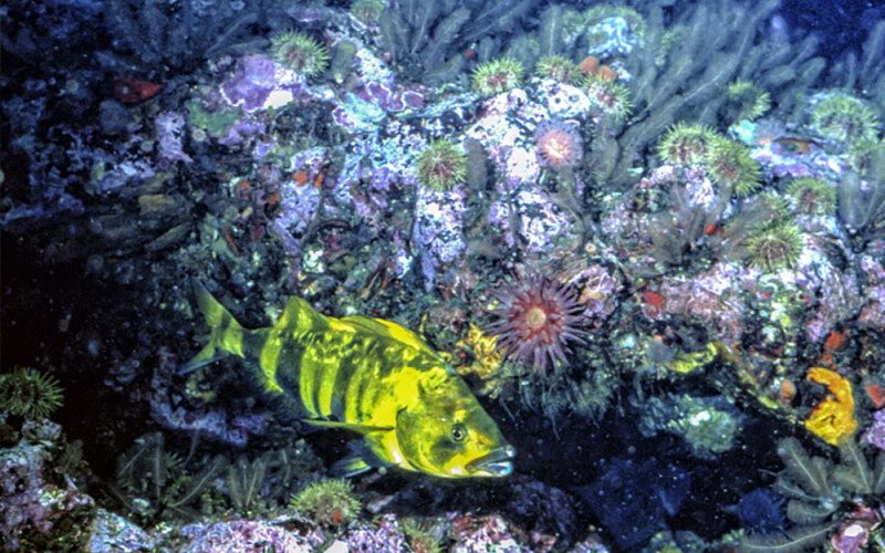 Seafloor habitat in the North Pacific