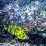 Seafloor habitat in the North Pacific