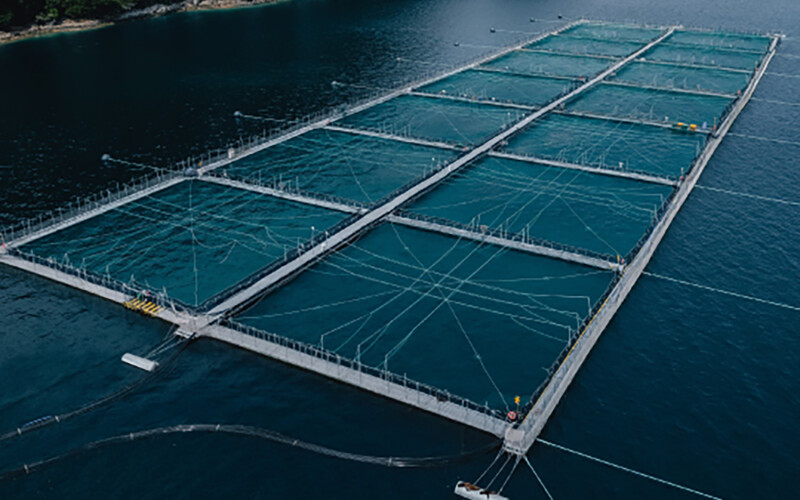 A Granja Marina Tornagaleones farm