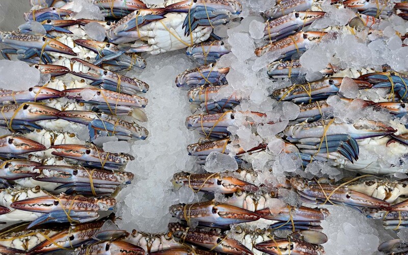 Rows of blue swimming crab on ice