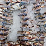 Rows of blue swimming crab on ice