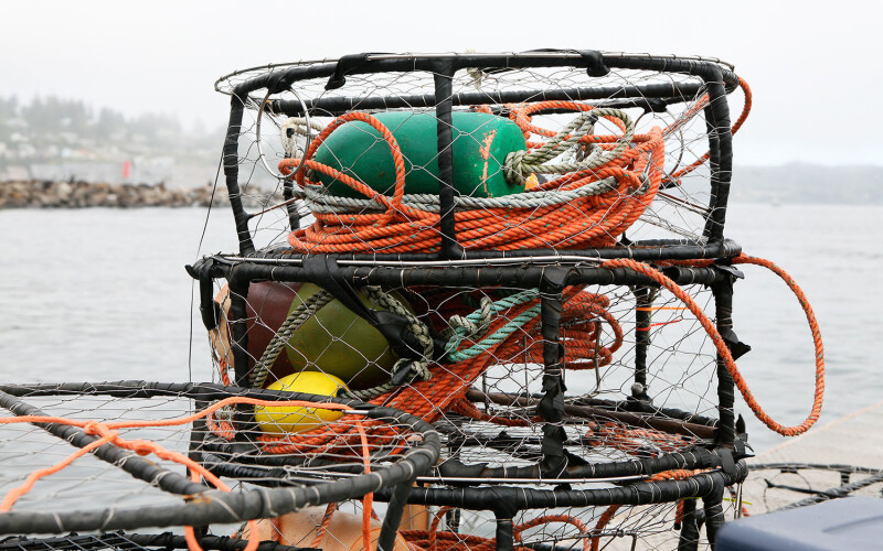 crab traps