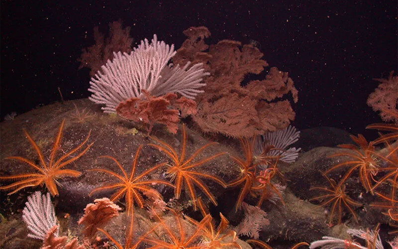 Corals on the ocean floor in a seamount