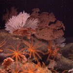 Corals on the ocean floor in a seamount