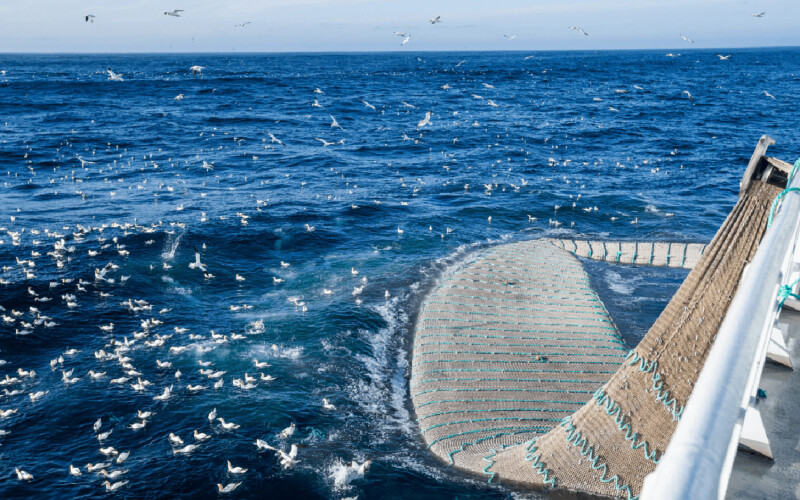 Pelagic fishing in the Northeast Atlantic Ocean