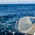 Pelagic fishing in the Northeast Atlantic Ocean