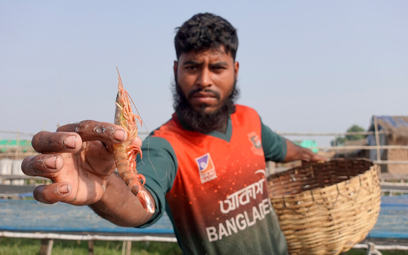A Bangladeshi shrimp farmer holding up a shrimp