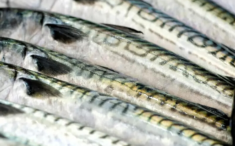 A pile of fresh mackerel