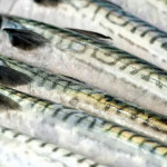 A pile of fresh mackerel