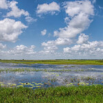 Marsh in Cameron Parish, Louisiana, U.S.A.
