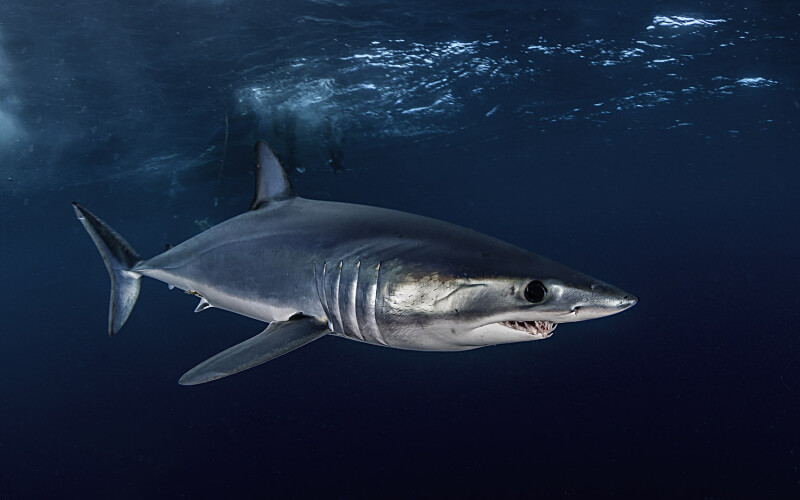 A shortfin mako
