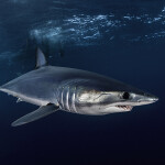 A shortfin mako