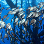 an artificial reef