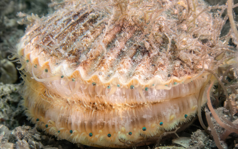 A scallop