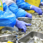 An Indonesian shrimp-processing facility