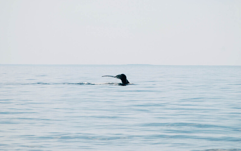 A North Atlantic right whale