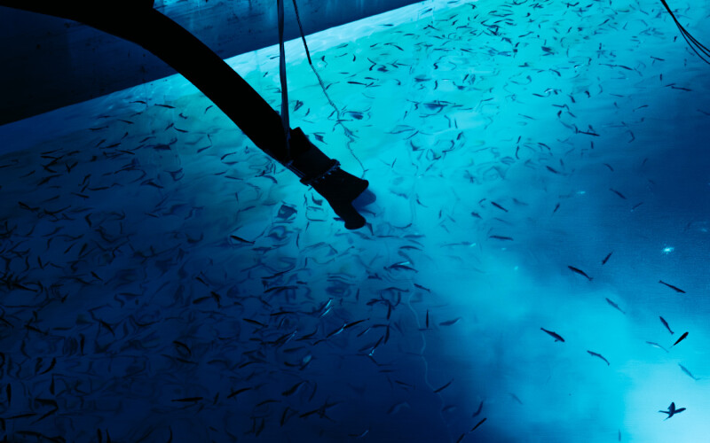 Smolt being released into Andfjord Salmon's k0 pool