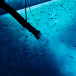 Smolt being released into Andfjord Salmon's k0 pool