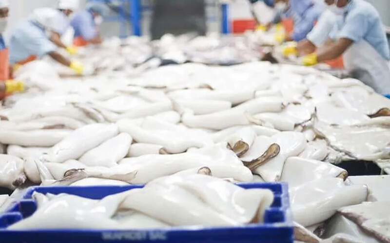 Jumbo squid being processed