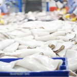 Jumbo squid being processed
