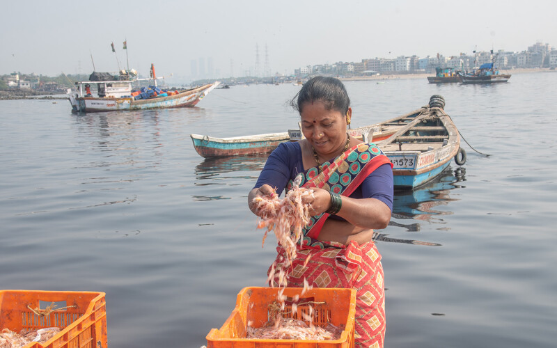Indian shrimp farmer sorting prawns