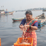 Indian shrimp farmer sorting prawns