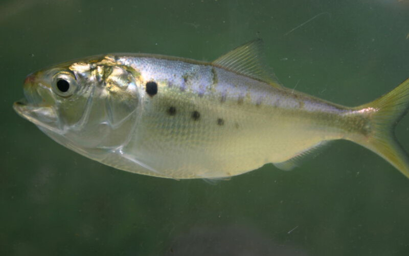 An Atlantic menhaden