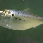 An Atlantic menhaden