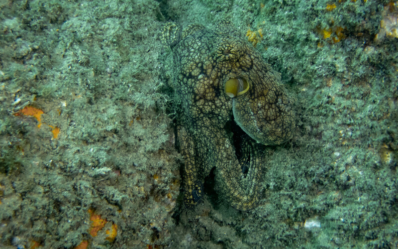 A common octopus in the ocean